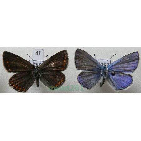 Polyommatus thersites (Cantener, 1835) pair Poland4f